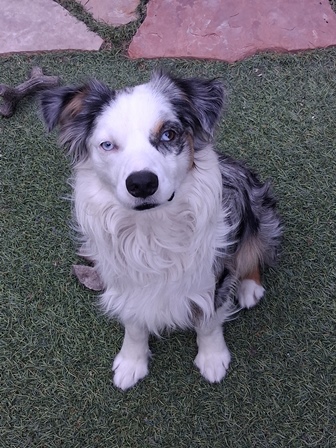 duke 3